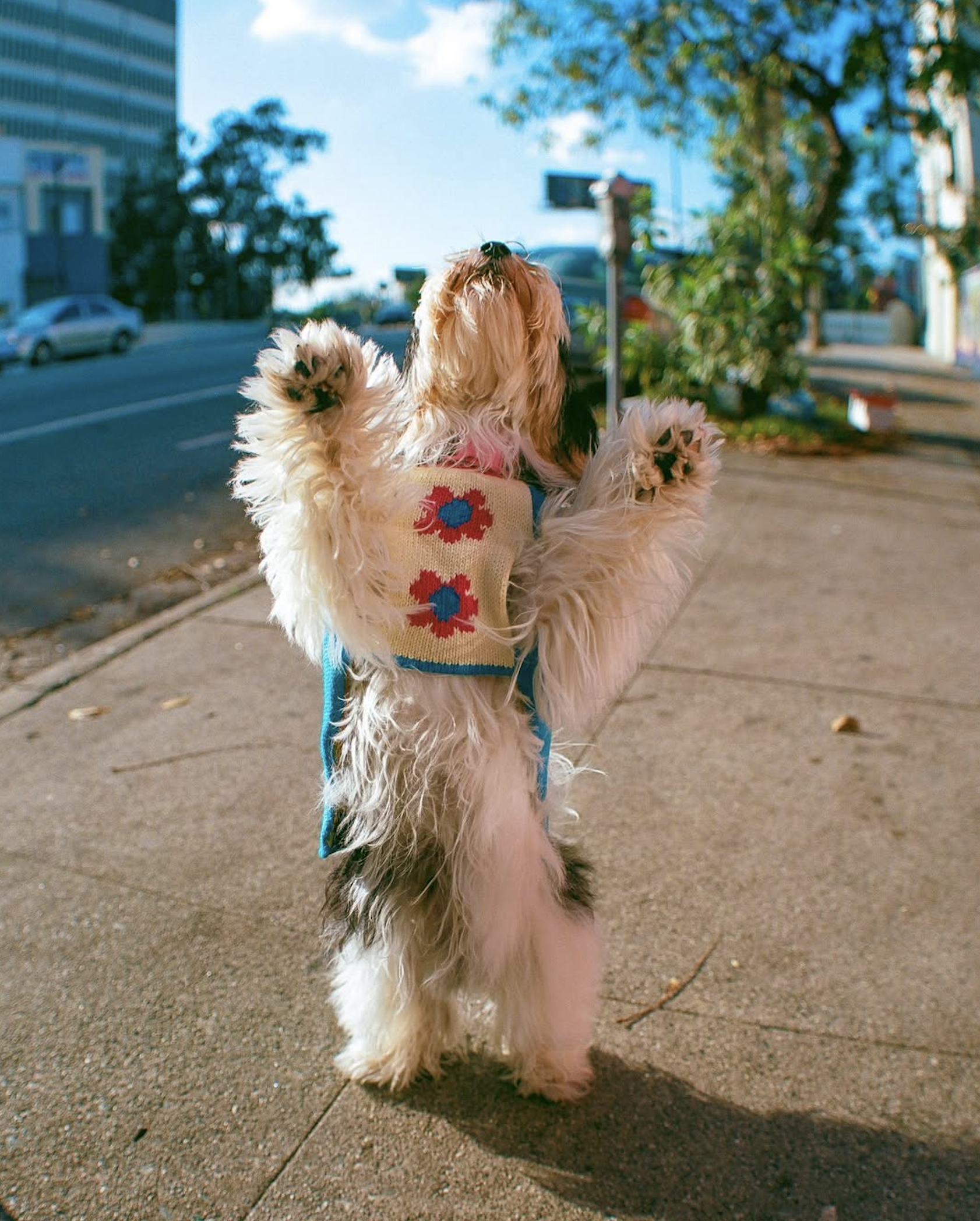 slow-sunday-creatives-amanda-adam-gentle-thrills-pups-9.png