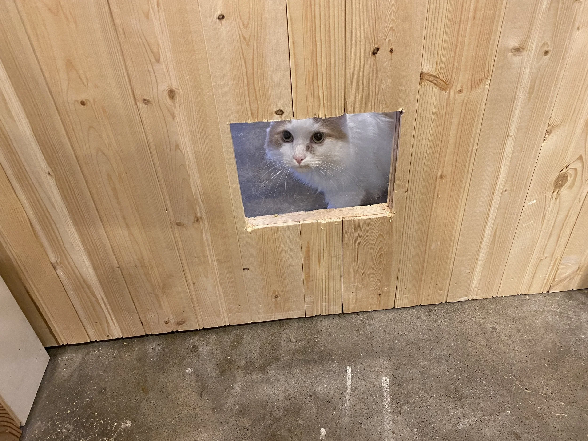 A white and orange cat poking its head through a square hole in a wooden door.