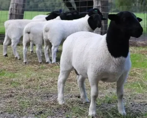 Four sheep with black heads and white bodies standing on grass in a fenced area.