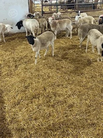 150 Dorset, Hampshire, Southdown, Suffolk - Fat / Slaughter...