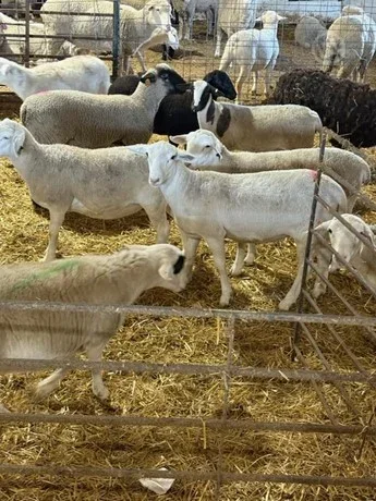 Halal Sheep from Zolna Farm