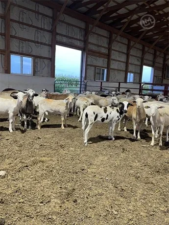 150 Dorper, Hampshire, Katahdin - Feeder Lambs