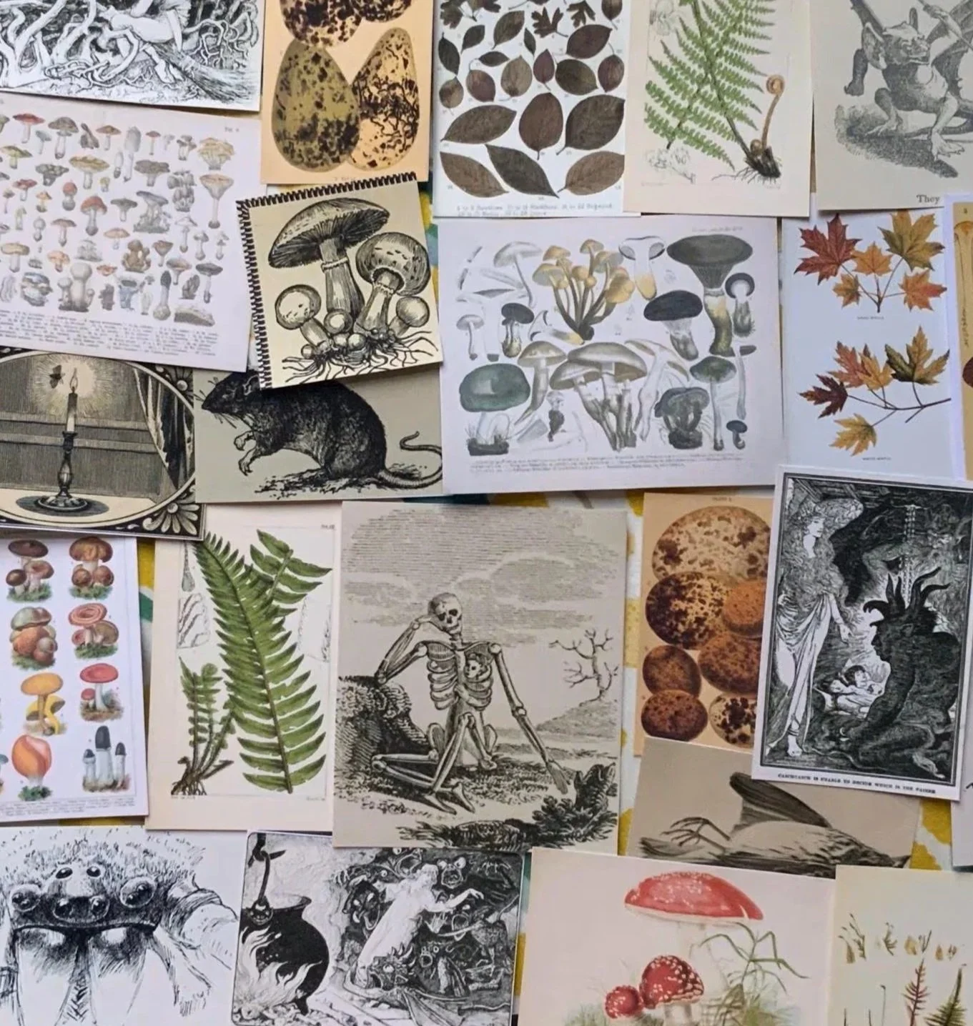A collection of various illustrations and botanical drawings, including mushrooms, leaves, a rat, a skeleton, a candle, and fantasy creatures, arranged on a flat surface.