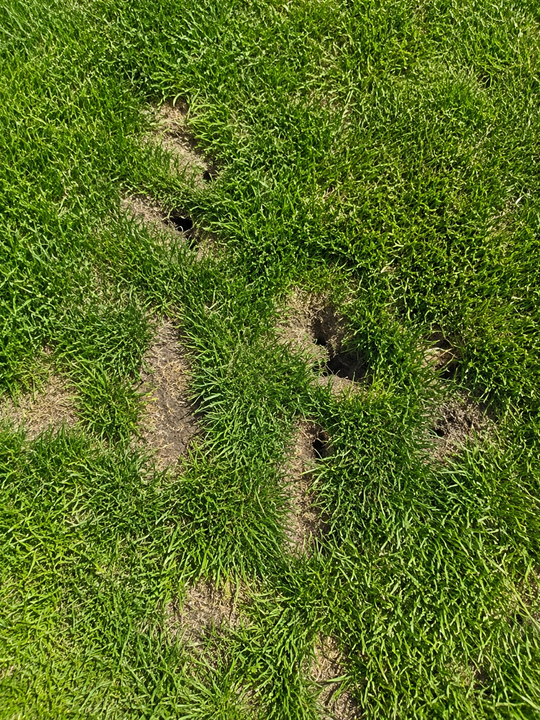 Lawn damage and surface trails caused by vole activity in residential yard in eagle mountain