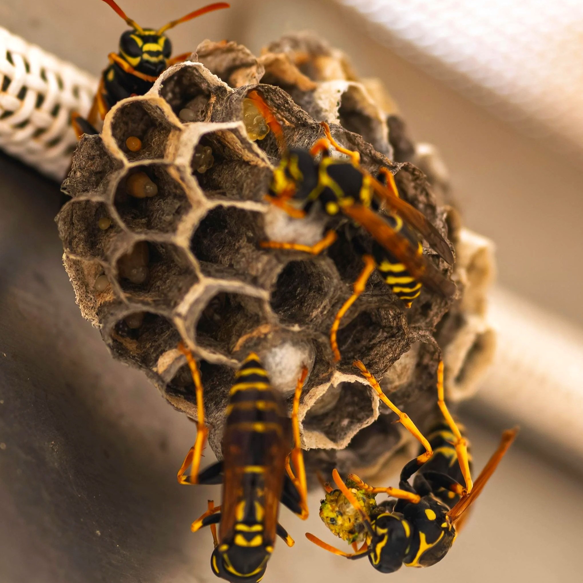 Wasp nest removal and control service protecting home exterior in Salt Lake City Utah