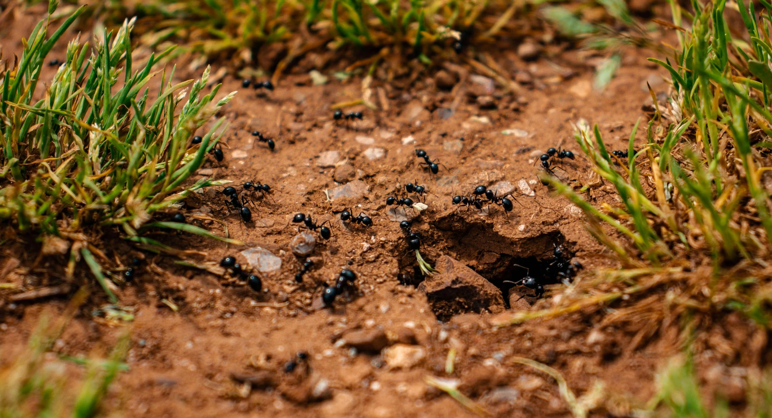 Ant control service treating outdoor infestation in Salt Lake City Utah home