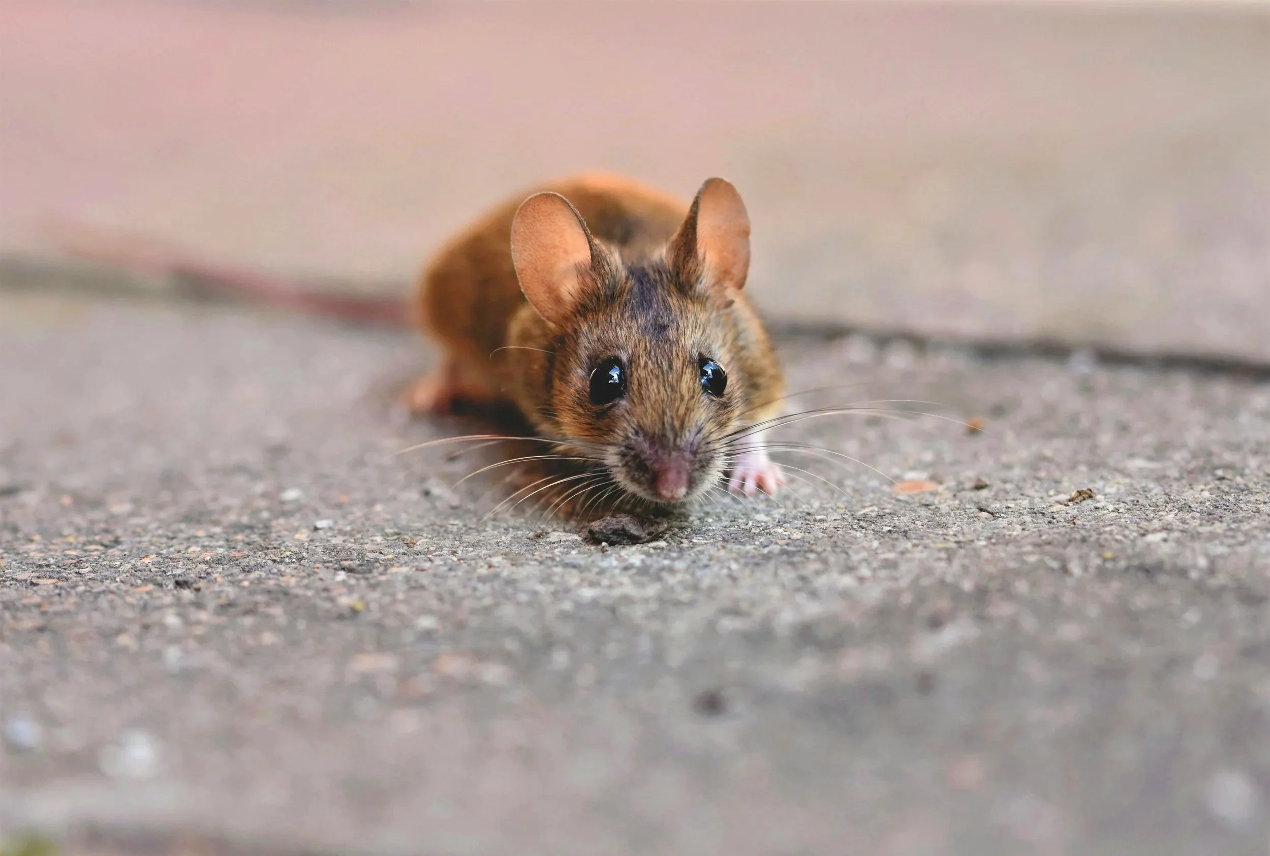 Rodent control service targeting rat infestation near home foundation in Salt Lake City Utah