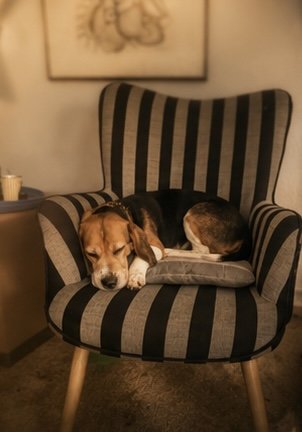 Ein Hund liegt auf einem Kissen auf einem schwarzen und grauen gestreiften Sessel, neben ihm liegt ein Kind, das ebenfalls auf dem Sessel schläft.