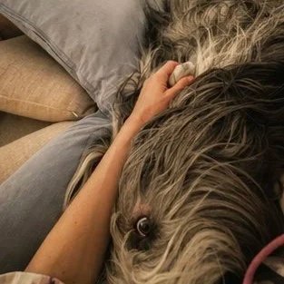 Person liegt auf einem Bett mit einem großen Hund, der ein langhaariges Fell hat.