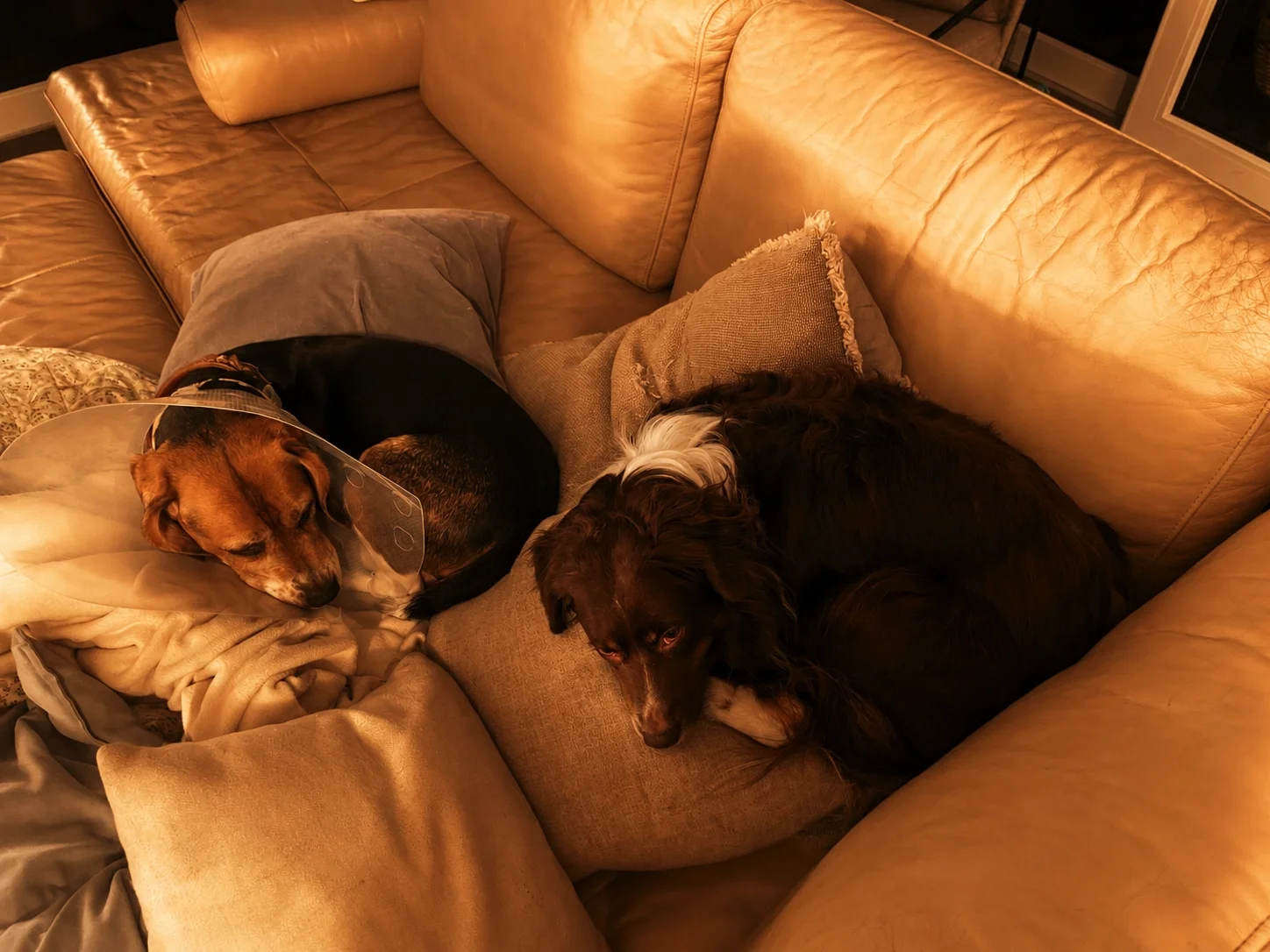 Ausreichende Ruhephasen gehören zu einer artgerechten Hundebetreuung. Bei HUNDEZEIT Köln können Hunde entspannen und sich sicher fühlen.