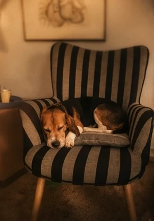 Ruhephasen sind ein fester Bestandteil der Hundebetreuung bei HUNDEZEIT. In einer familiären Umgebung findet jeder Hund Rückzugsorte zum Schlafen, Entspannen und Krafttanken.