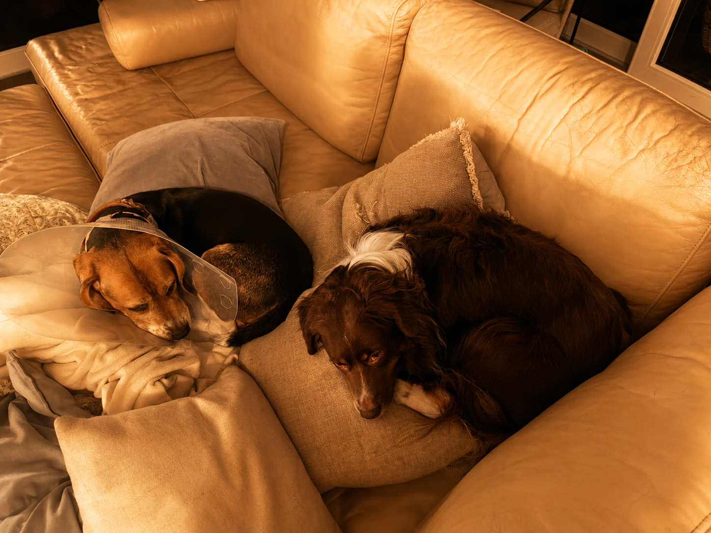 Hundebetreuung und zwei Hunde kuscheln auf der Couch