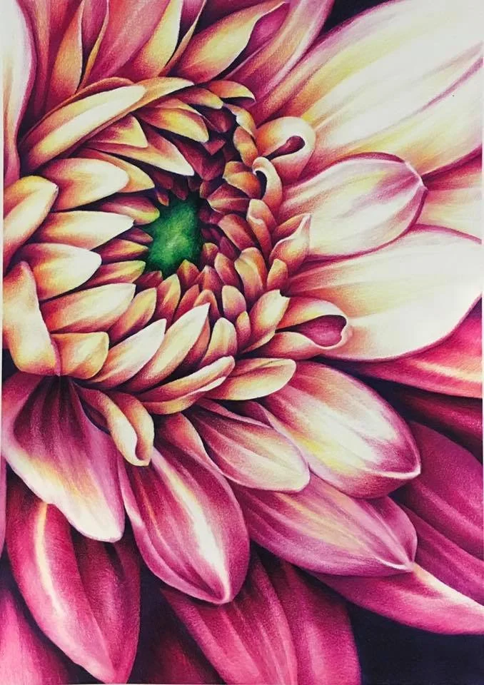 pink and white dahlia.jpg