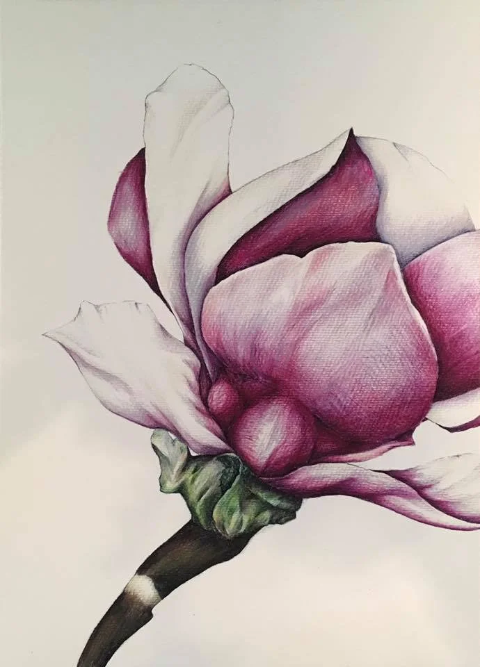 magnolia.jpg