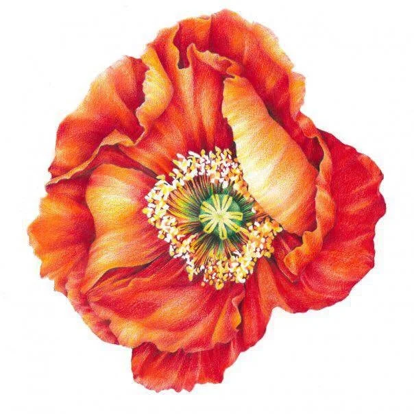 red poppy.jpg
