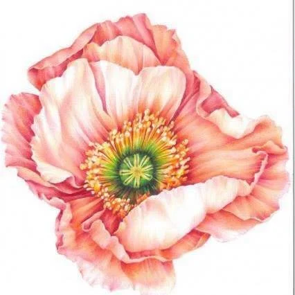 pink poppy.jpg
