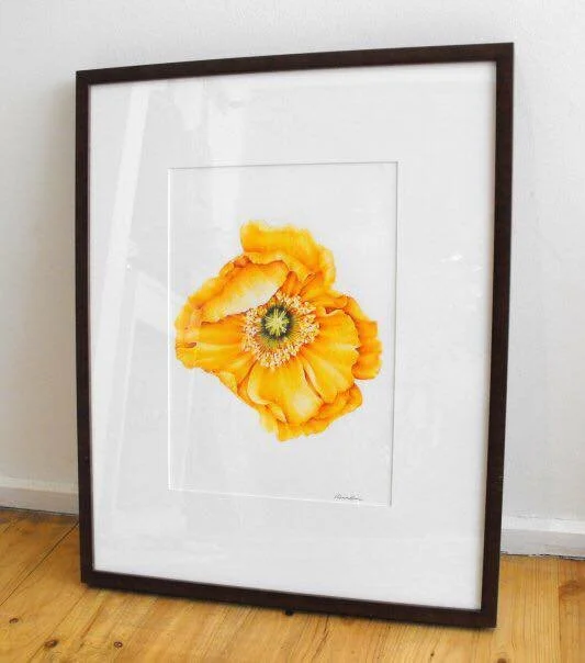 yellow poppy framed.jpg