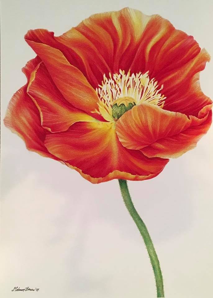 california poppy.jpg