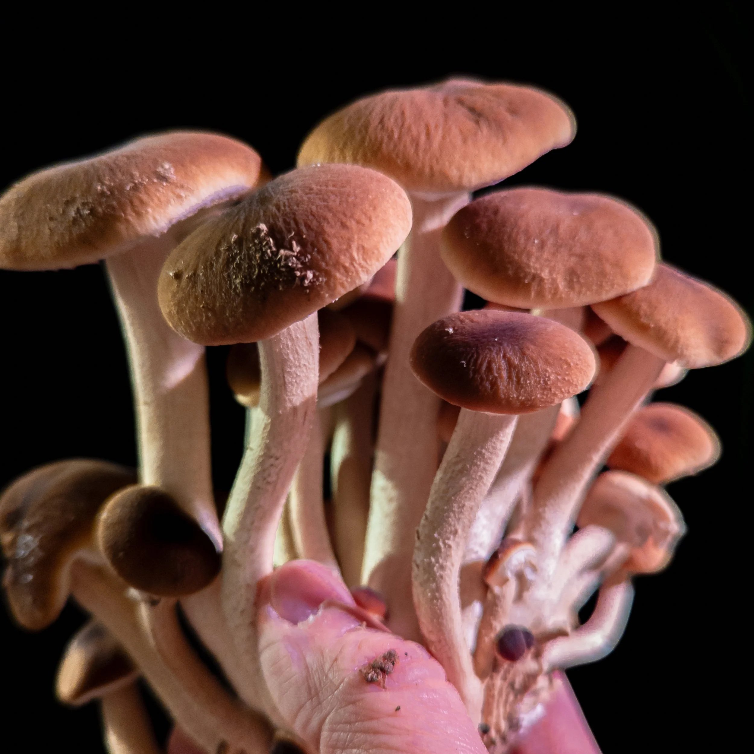 Pioppino Mushrooms (AKA Black Poplar), earthy, nutty flavor.  Pairs well with herbs