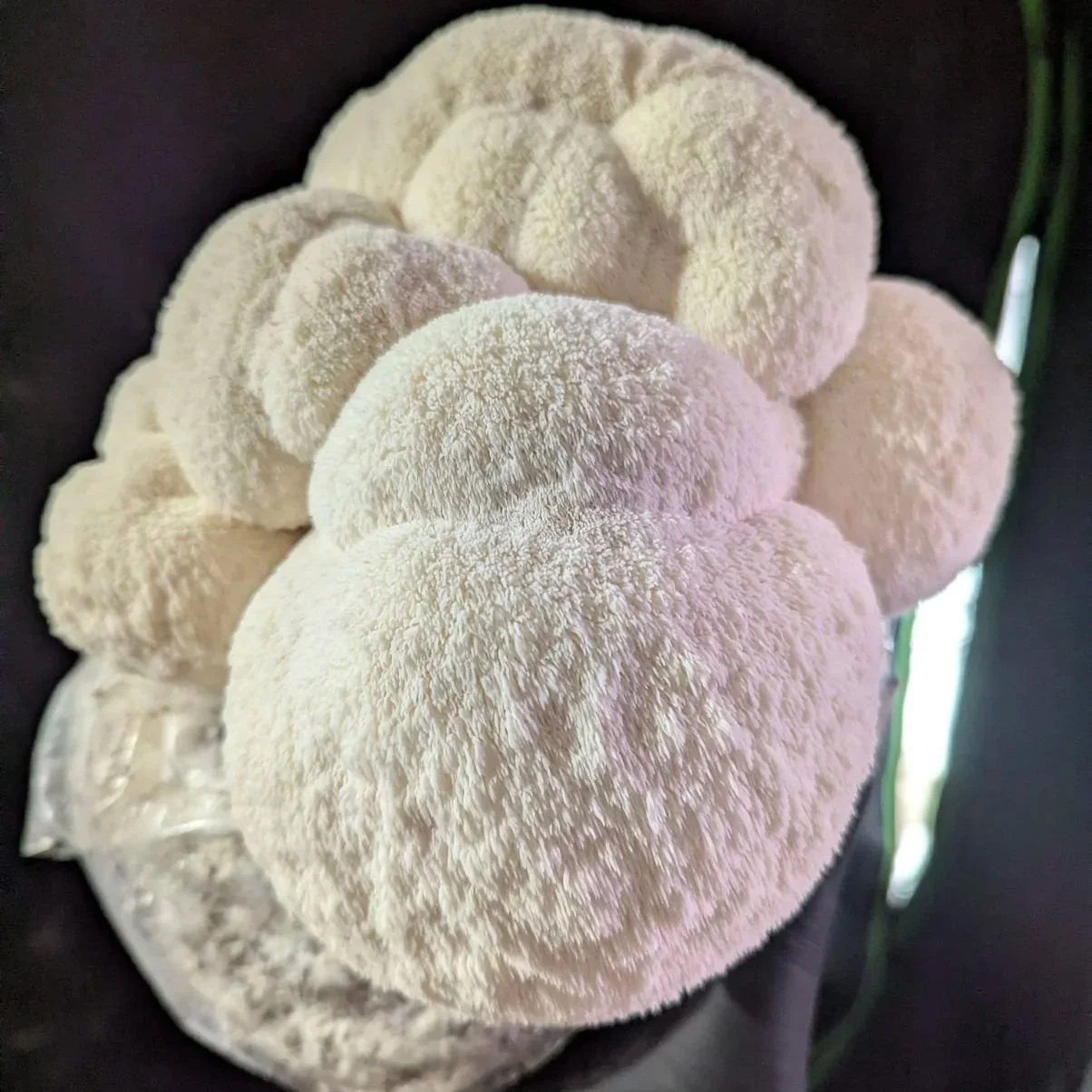 Lion's Mane Mushrooms - delicate flavor, great with seafood or as a seafood alternative.  