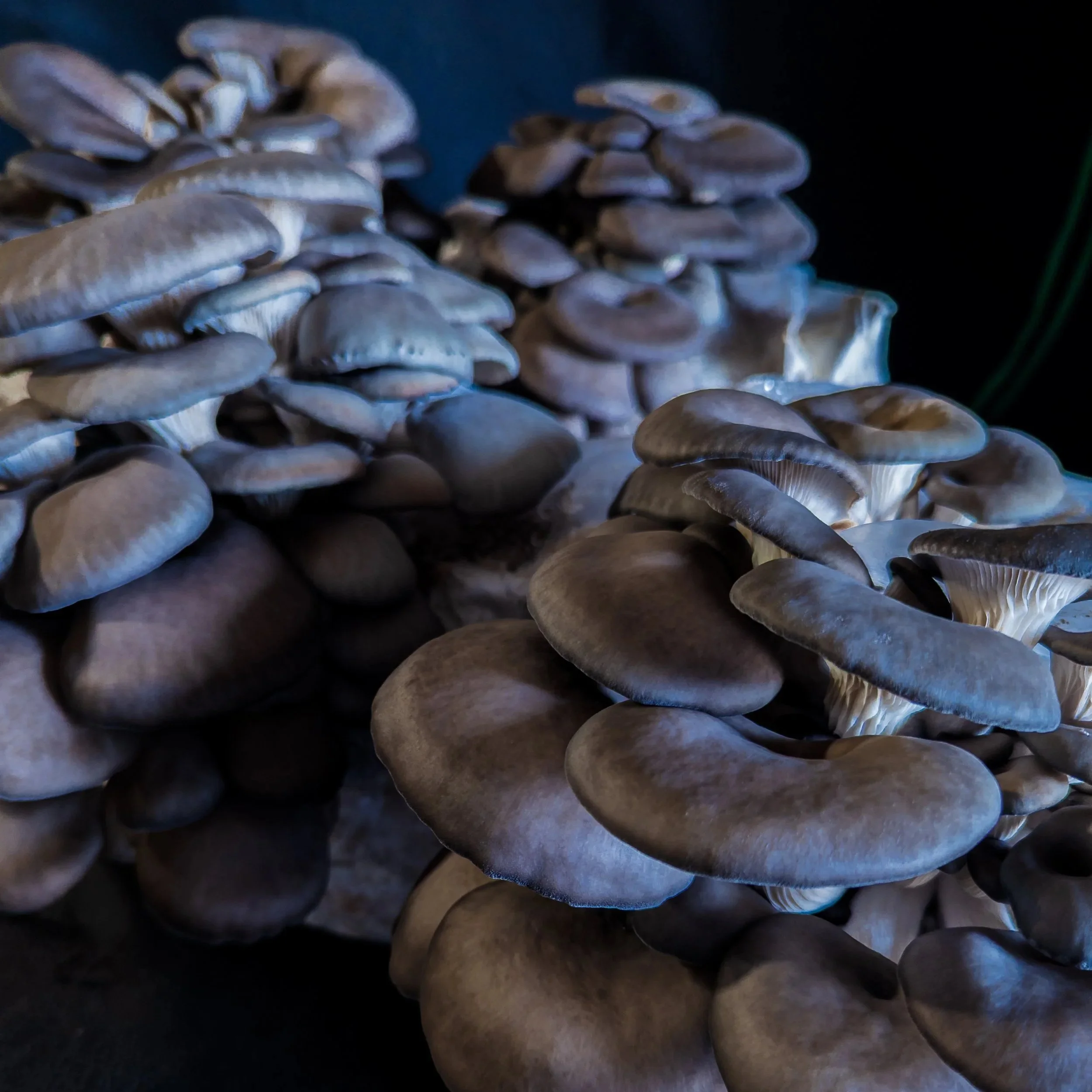 King Blue Oyster Mushrooms - Large caps, rich, savory flavor