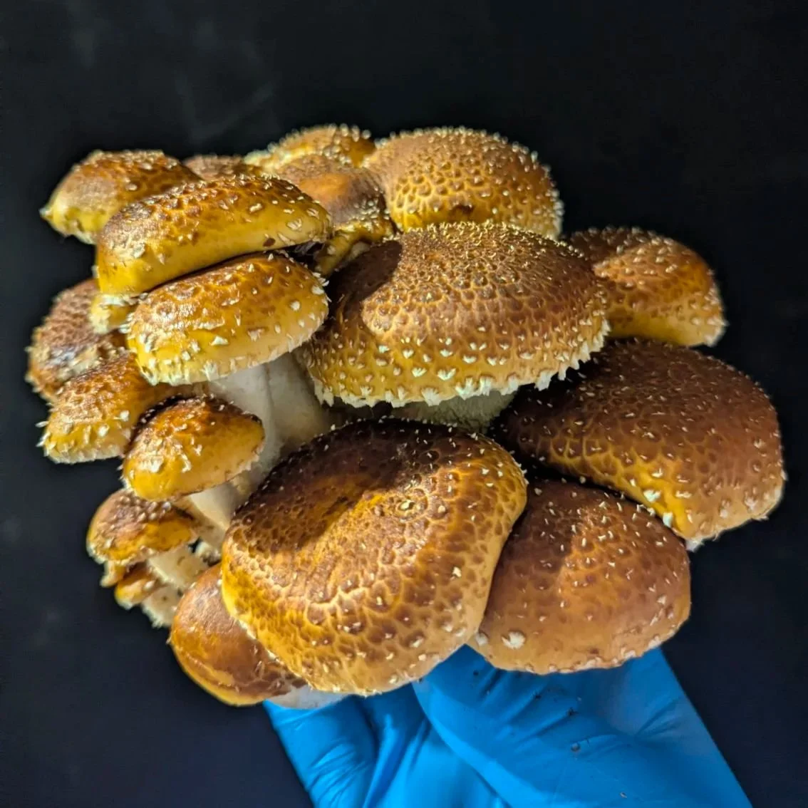Chestnut Mushrooms (AKA Cinnamon Cap) - smaller caps, firm bite, umami flavor 