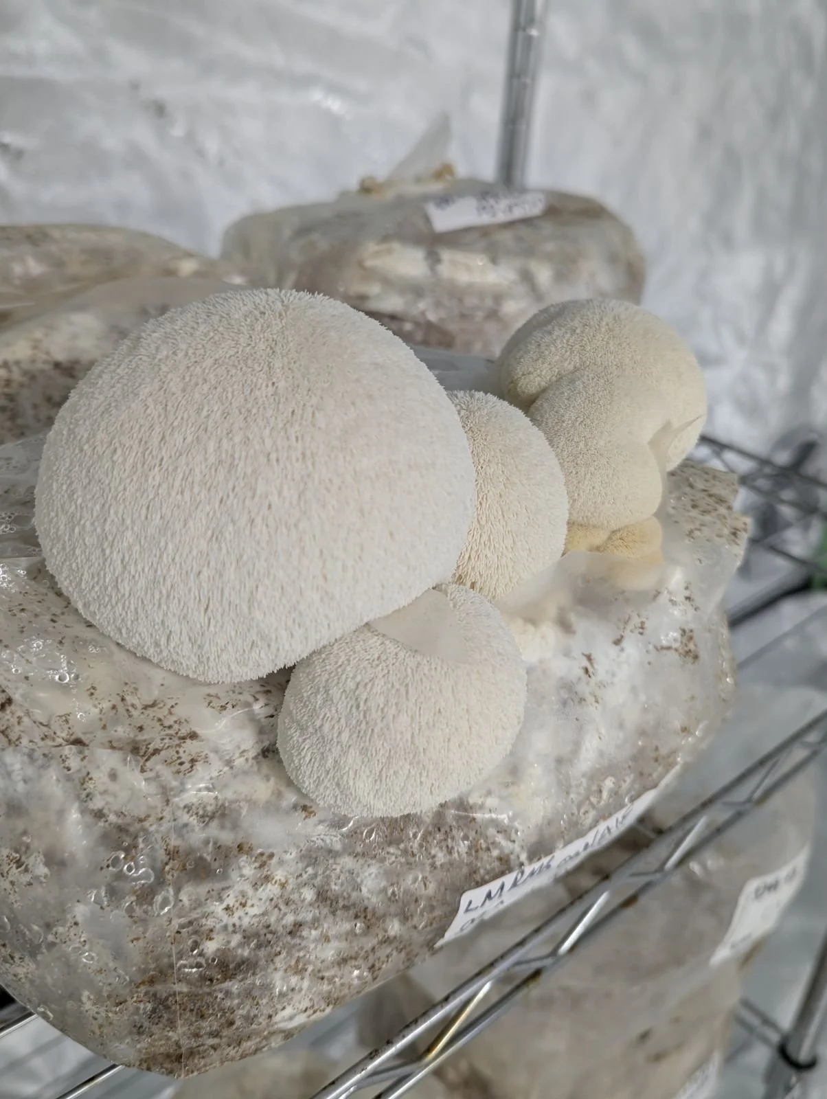 Lions mane.jpeg
