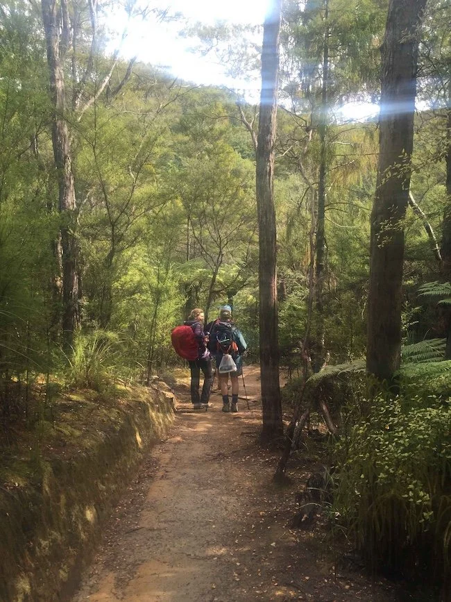 Walking through the lush native forest