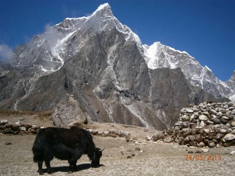 Yak grazing at high altitude