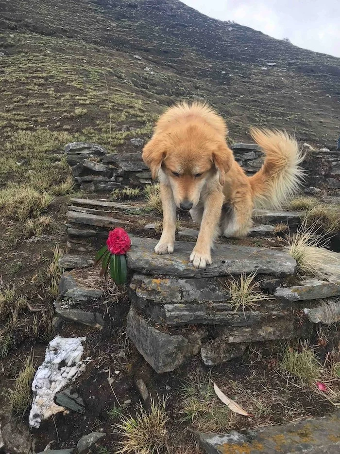 The dog who followed us for a few days. The very cute dog who followed us for days on end
