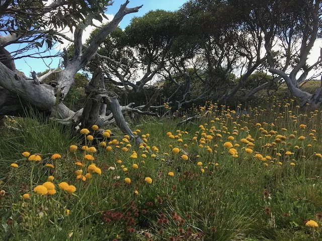 yellow wildflowers en route