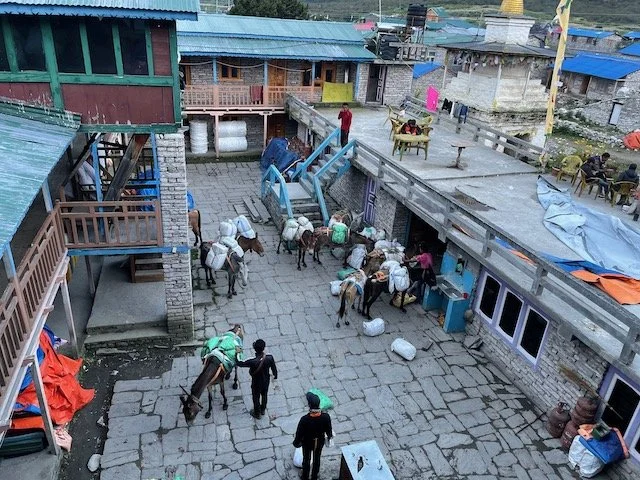Mules being loaded up in a courtyard at Samagaon before heading up to base camp