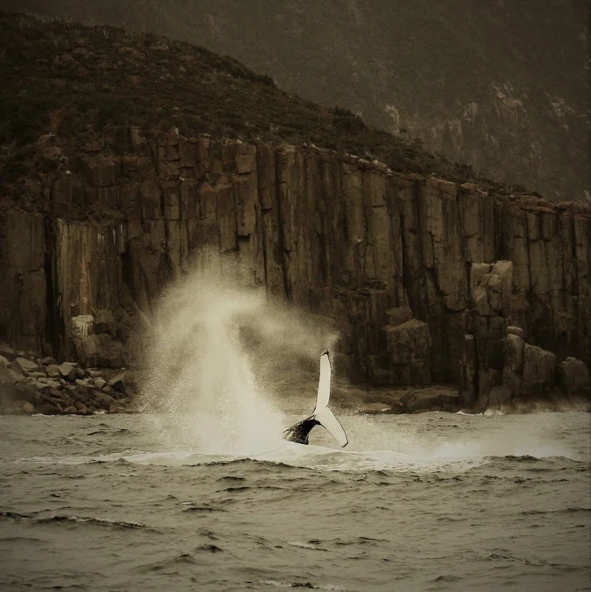 Southern Right Whale. Photo: Ange Anderson
