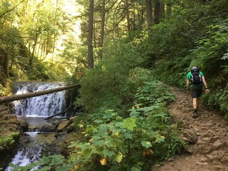 Lush green forest and rocky trail