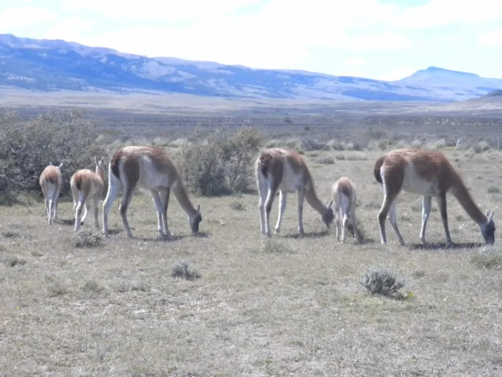 Guanacos