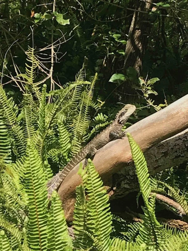 Eastern water dragon (not dangerous!)