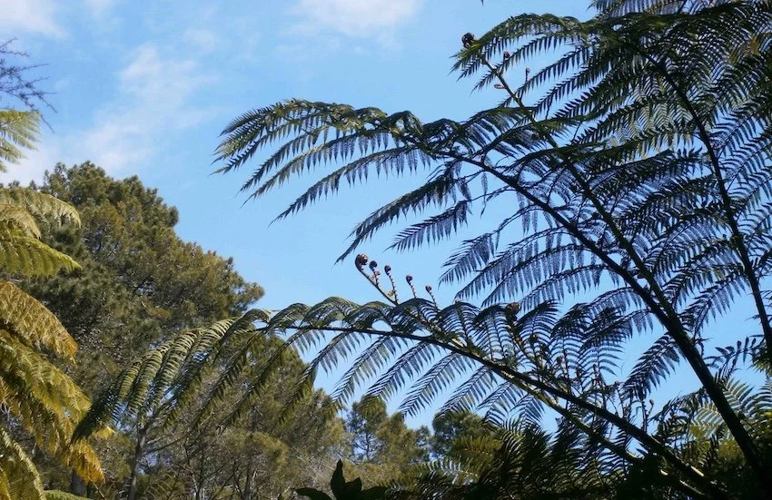 Native ferns unfurl to provide a lovely forest canopy