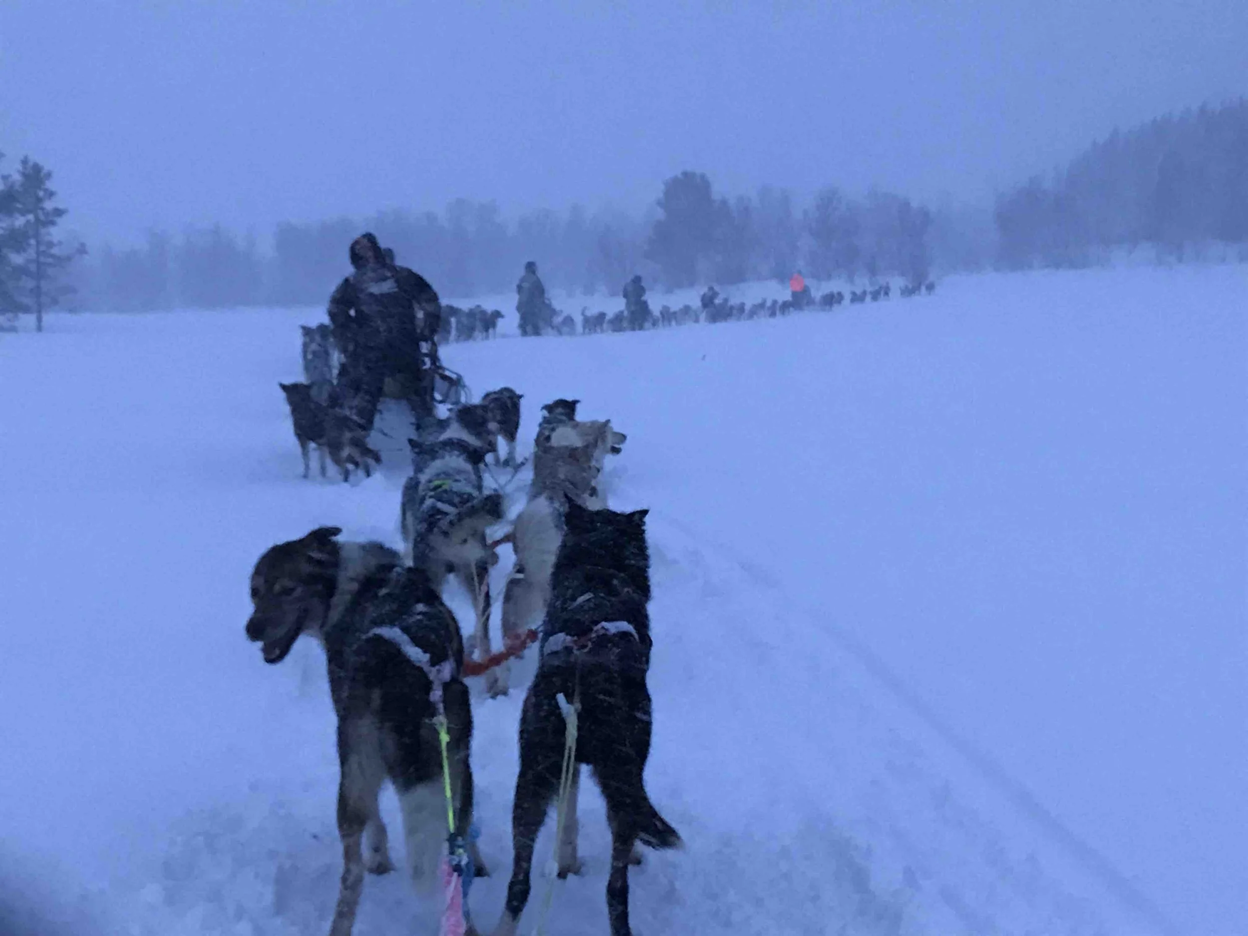 The long line of a Husky train