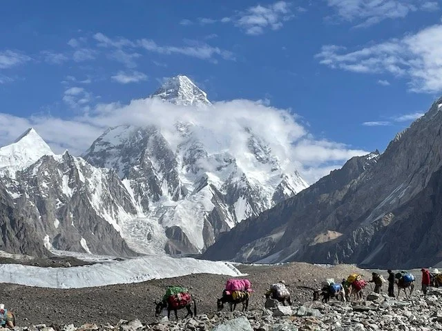 Mules carrying expedition gear back down the glacier with K2 in the background