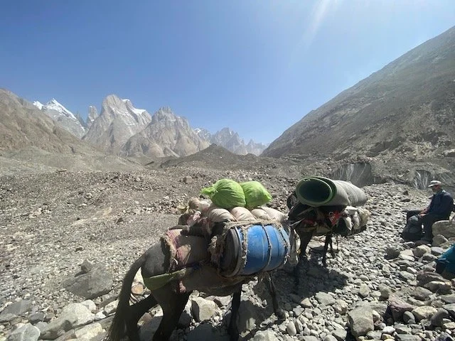Mules walking up the Baltoro Glacier towards Concordia