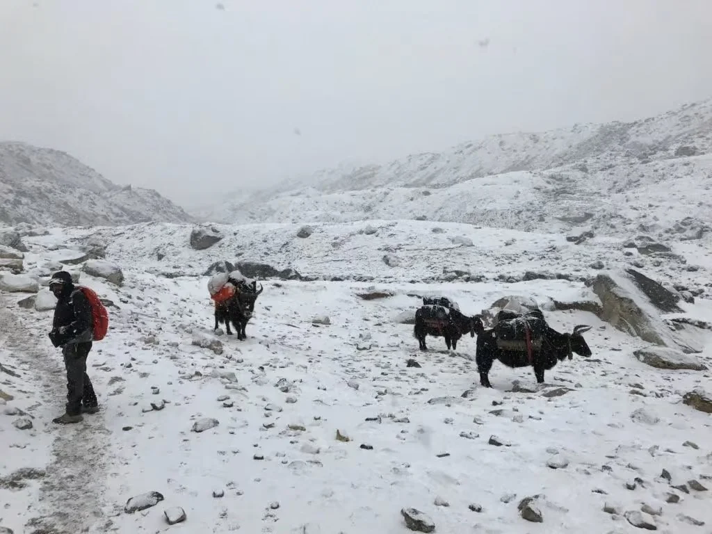  Yaks in the snow