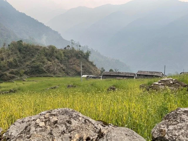 field of green crops