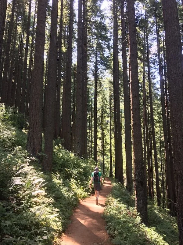 The forest provides good sunshade
