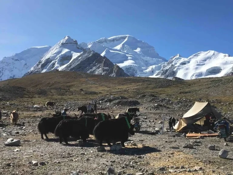 Yaks at Intermediate Camp with Cho Oyu