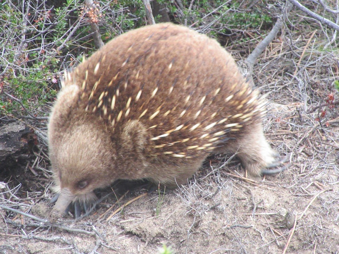Echidna – Photo: Wendy Faulkner