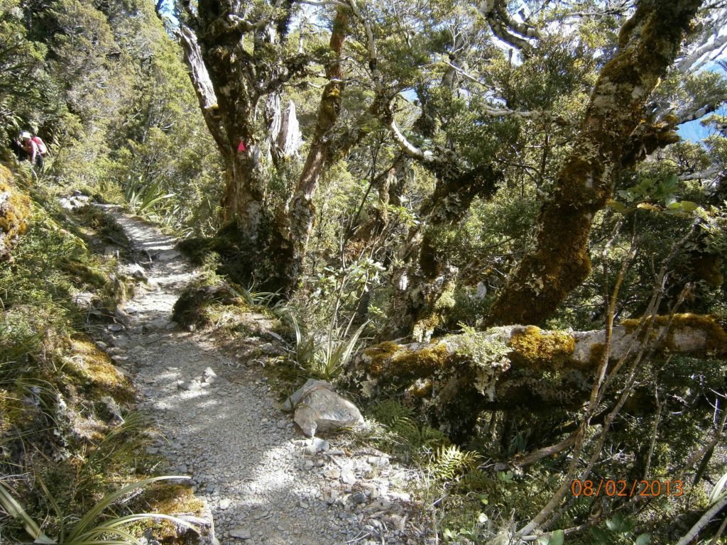track leading through native forest