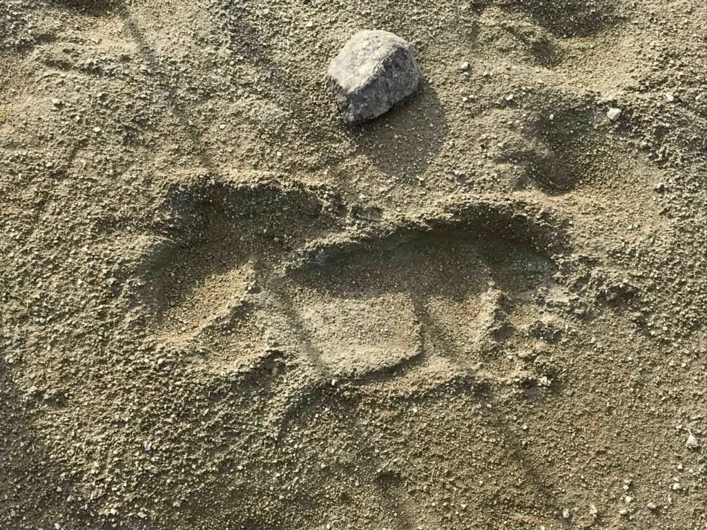 Grizzly Bear paw prints in the sand