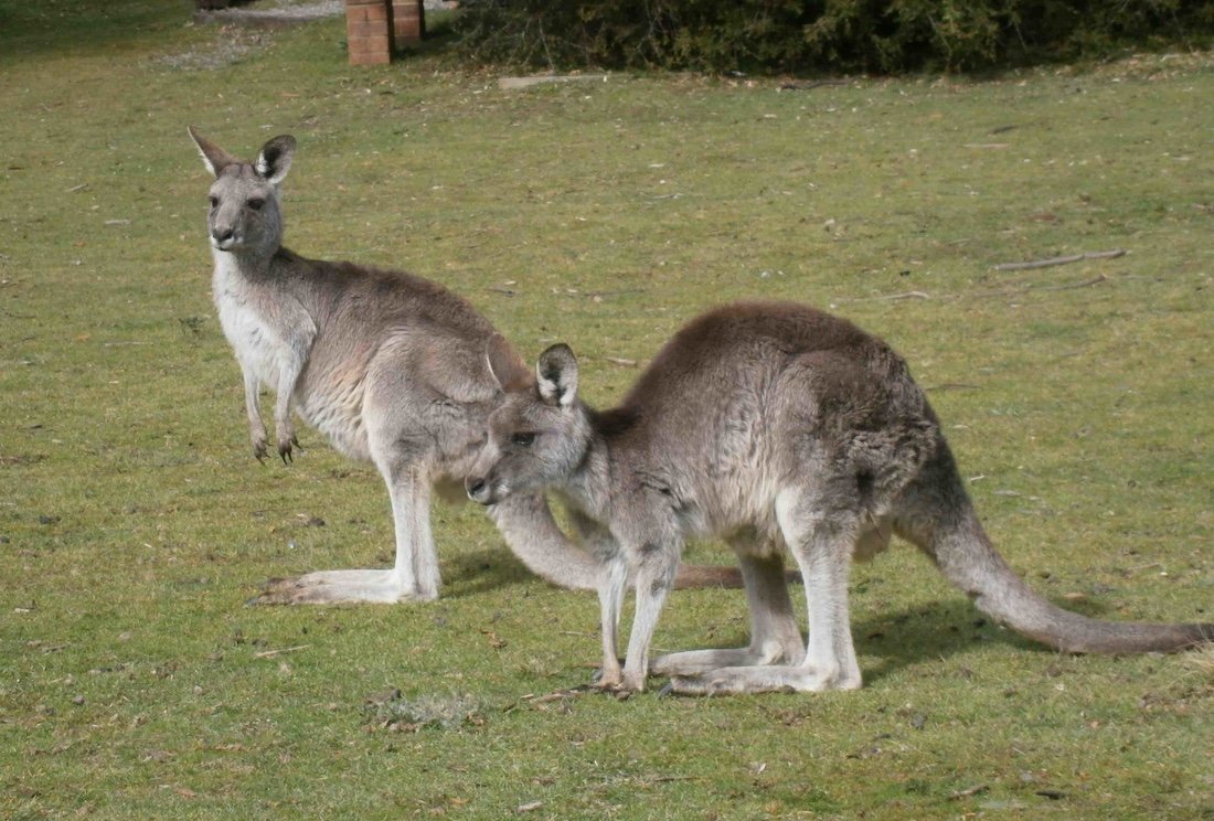 Local wildlife - kangaroos