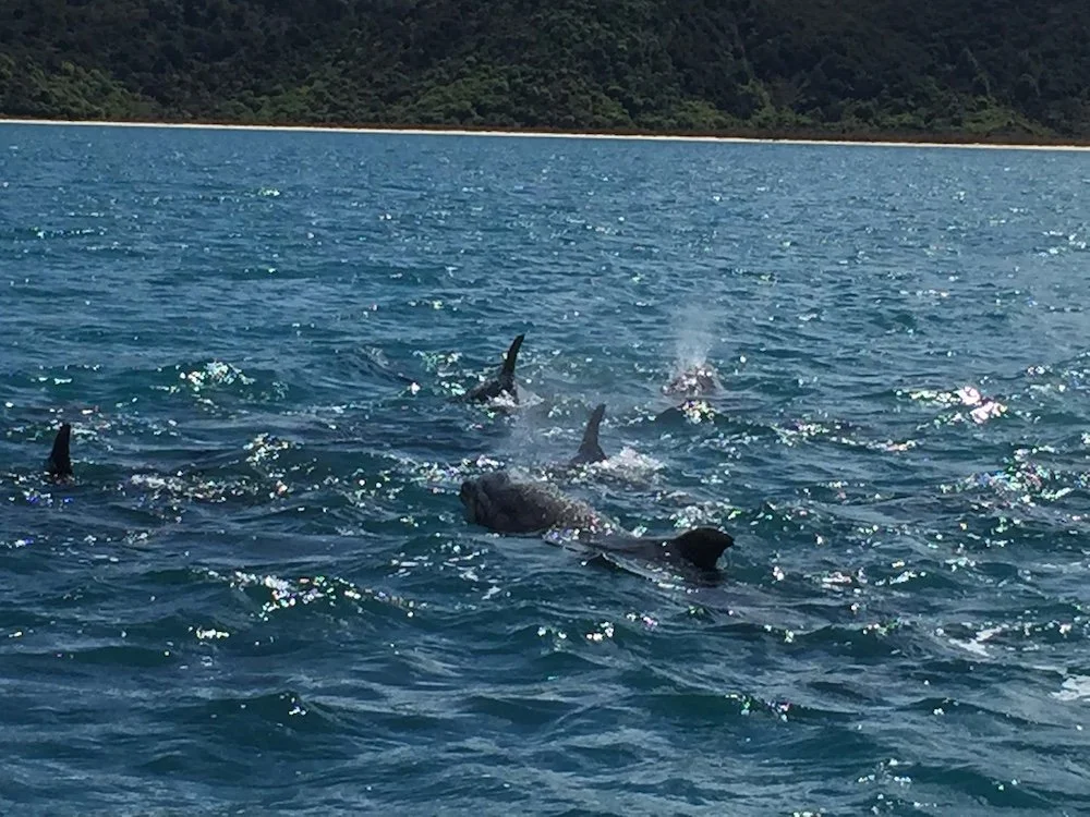 a pod of dolphins