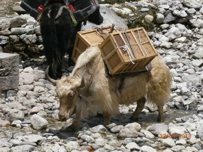 Our Favourite Yak